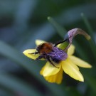 Kraft schöfpen nach dem langen Winterschlaf. Ackerhummelkönigin (Bombus pascuorum) auf Narzisse, 22. März 2017
Hochgeladen am 23.03.2017 von Petra