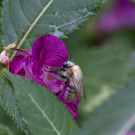 Ackerhummel (Bombus pascuorum) am Drüsigen Springkraut, 3. Oktober 2023.
Hochgeladen am 07.10.2023 von Petra