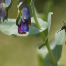 Ackerhummelarbeiterin fliegt Große Wachsblume an, 12. Juli 2021.
Hochgeladen am 14.07.2021 von Petra