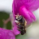 Wildbiene während einer Regenperiode in Wickenblüte, 29.Juni 2014
Hochgeladen am 29.06.2014 von Petra