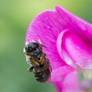 Diese Wildbiene wurde heute ziemlich nass, 29. Juni 2014
Hochgeladen am 29.06.2014 von Petra