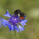 Steinhummelarbeiterin auf Kornblume, 12. Juli 2021.
Hochgeladen am 14.07.2021 von Petra