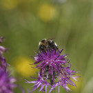 Noch nicht sicher bestimmte Hummel auf Skabiosenflockenblume, 12. Juli 2021.
Hochgeladen am 19.07.2021 von Petra