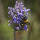 Gartenhummel an Katzenminze, 12. Juli 2021.
Hochgeladen am 14.07.2021 von Petra