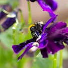 Gartenhummelarbeiterin taucht ihren langen Rüssel in Stiefmütterchenblüte, 1. Juni 2014
Hochgeladen am 01.06.2014 von Petra