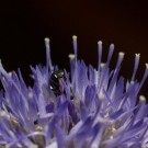 Maskenbienenweibchen in Berg-Sandglöckchen, 28. Juni 2015
Hochgeladen am 28.06.2015 von Petra