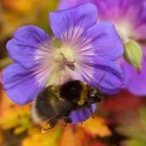 Überraschungsgast: Gartenhummelkönigin (Bombus hortorum) fliegt an Blüte von Storchschnabel "Rozanne" vorbei, 4. Oktober 2015
Hochgeladen am 04.10.2015 von Petra
