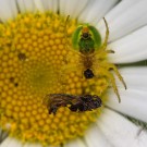 In den Fängen der Krabbenspinne, 18. Mai 2013
Hochgeladen am 18.05.2014 von Petra