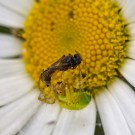 Krabbenspinne bei der Einwickelarbeit, 18. Mai 2014
Hochgeladen am 18.05.2014 von Petra