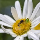 Natur pur auf der Wiesenmargerite, 18. Mai 2014
Hochgeladen am 18.05.2014 von Petra