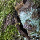 Gemeine  Wespe (Vespula Vulgaris) beim Einflug ist das Nest, 22. Juni 2016
Hochgeladen am 08.10.2016 von Petra