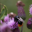 Steinhummel (Bombus lapidarius), fast haarlos, 8. Juli 2022.
Hochgeladen am 08.07.2022 von Petra