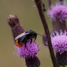 Fast haarlose Steinhummel auf Distel, 8. Juli 2022.
Hochgeladen am 08.07.2022 von Petra