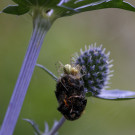 Baumhummel Opfer von Ovalspinnen, 9. Juli 2022.
Hochgeladen am 10.07.2022 von Petra