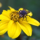 Kegelbiene (Coelioxys aurolimbata)? Eins, 22. Juni 2016
Hochgeladen am 22.06.2016 von Petra