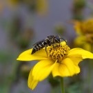 Kegelbiene (Coelioxys aurolimbata)? Drei, 22. Juni 2016
Hochgeladen am 22.06.2016 von Petra