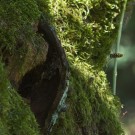 Gemeine Wespe (Vespula vulgaris) im Anflug auf ihr Nest im Zwetschgenbaum,  23. Juni 2016
Hochgeladen am 08.10.2016 von Petra