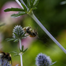 Gewöhnliche Ovalspinne auf ihrer Beute Baumhummel, 9. Juli 2022.
Hochgeladen am 10.07.2022 von Petra