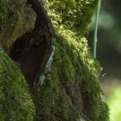 Flugverkehr vor dem Nest der Gemeinen Wespe (Vespula vulgaris), 23. Juni 2016
Hochgeladen am 08.10.2016 von Petra