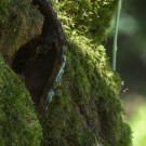 Flugverkehr vor dem Nest der Gemeinen Wespe (Vespula vulgaris), 23. Juni 2016
Hochgeladen am 08.10.2016 von Petra