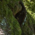 Gemeine Wespe (Vespula vulgaris) kehrt mit Nahrung zurück ins Nest, 23. Juni 2016
Hochgeladen am 08.10.2016 von Petra
