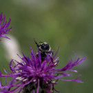 Kleine Ackerhummel (Bombus pascuorum) auf Skabiosenflockenblume, 10. Juli 2022.
Hochgeladen am 12.07.2022 von Petra