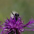 Ackerhummelarbeiterin auf Skabiosenflockenblume, 10. Juli 2022.
Hochgeladen am 12.07.2022 von Petra