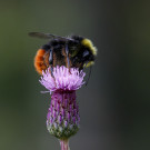 Steinhummeldrohn auf Distel, 10. Juli 2022.
Hochgeladen am 12.07.2022 von Petra