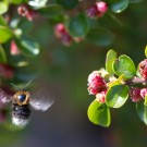 Baumhummelarbeiterin in Cotoneaster horizontalis, 19. Mai 2014
Hochgeladen am 19.05.2014 von Petra