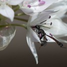 Hylaeus nigritus? auf Zierlauch, 2. Juni 2014
Hochgeladen am 03.06.2014 von Petra