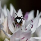 Männchen Hylaeus nigritus im Zierlauch, 2. Juni 2014
Hochgeladen am 03.06.2014 von Petra