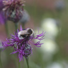 Unbestimmter Hummeldrohn auf Skabiosen-Flockenblume, 19. Juli 2021.
Hochgeladen am 19.07.2021 von Petra