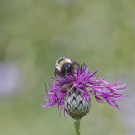 Unbestimmter Hummeldrohn II auf Skabiosen-Flockenblume, 19. Juli 2021.
Hochgeladen am 19.07.2021 von Petra