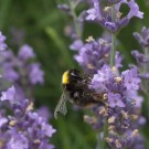 Wiesenhummel-Jungkönigin mit verletztem rechten Flügel, 30. Juni 2016
Hochgeladen am 30.06.2016 von Petra