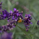Olli, die letzte (Acker)hummel der Saison?, 24. Oktober 2015
Hochgeladen am 25.10.2015 von Petra