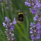 Wiesenhummel-Jungkönigin (Bombus pratorum) in Lavendel, 30. Juni 2016
Hochgeladen am 30.06.2016 von Petra