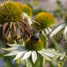 Steinhummel im Weißen Sonnenhut, 18. September 2014
Hochgeladen am 18.09.2014 von Petra