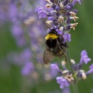 Wiesenhummel-Jungkönigin (Bombus pratorum) mit Flügelverletzung, 30. Juni 2016
Hochgeladen am 30.06.2016 von Petra