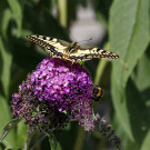 Schwalbenschwanz und Erdhummel auf Sommerflieder, 16. Juli 2022.
Hochgeladen am 16.07.2022 von Petra