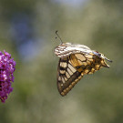 Schwalbenschwanz fliegt auf Sommerflieder, 17. Juli 2022.
Hochgeladen am 17.07.2022 von Petra