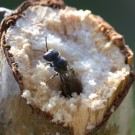 Wildbiene verlässt Brombeerstängel, 24. Mai 2014
Hochgeladen am 24.05.2014 von Petra