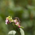 Pillenwespe? an Gemeiner Schneebeere, 12. Juli 20
Hochgeladen am 14.07.2020 von Petra