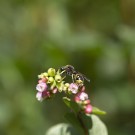 Pillenwespe zwei ? an Gemeiner Schneebeere, 12.07.20
Hochgeladen am 14.07.2020 von Petra