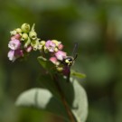 Pillenwespe? Drei an Gemeiner Schneebeere, 12.07.20
Hochgeladen am 14.07.2020 von Petra