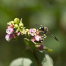 Pillenwespe? Vier an Gemeiner Schneebeere, 12.07.20
Hochgeladen am 14.07.2020 von Petra