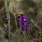 Ein sehr kleiner Ackerhummel-Drohn im Lavendel, 1. November 2015
Hochgeladen am 02.11.2015 von Petra