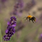 Tauchte am 2. November auf: Kleiner Ackerhummel-Drohn im Lavendel
Hochgeladen am 02.11.2015 von Petra