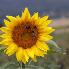 Erdhummeltreff Sonnenblume, 22. Juli 2022.
Hochgeladen am 23.07.2022 von Petra