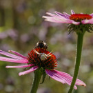 Steinhummel im Angesicht einer Krabbenspinne, 24. Juli 2022.
Hochgeladen am 07.08.2022 von Petra