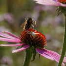 Steinhummel wird von Krabbenspinne angegriffen, 24. Juli 2022.
Hochgeladen am 07.08.2022 von Petra